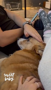 47 reactions | Topi the Corgi on Reels | Facebook