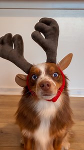 161K views · 439 reactions | Merry and bright  #dogs #dogsofinstagram #christmasdog #dogstagram #cute #puppy #puppylove #merrychrysler #merrycrisis #reels #holidays #doglover #happy #love #babydog #australianshepherd #funny #trending #viral #christmastree #reelsinstagram | Ember Toy Aussie | Facebook