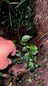 109K views · 6.9K reactions | As obras do Catarrento foram interditadas #CapCut #humor #cibeleeeê #vlog #coelho | Shiro pit | Facebook