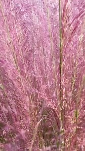 5.6K views · 125 reactions | Where the wild grass grows  | Jekyll Island | Facebook