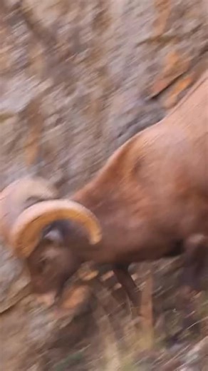 A Rocky Mountain bighorn ram carefully climbs down the cliff to approach a ewe during the rut season. 🐏💨 Once he reaches her, he gives a quick sniff to check if she’s in estrus (ready to mate) — a common behavior among rams this time of year. When she doesn’t immediately respond, he gives a gentle kick to encourage her to stand still for mating. This behavior is part of the courtship process, as rams compete for breeding rights and try to identify receptive ewes. It’s fascinating to watch natu