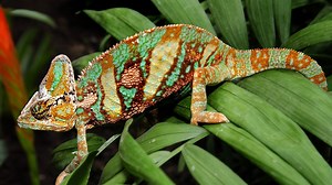 OLI bei den Chamäleons