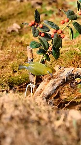 Warbling White-eye bathing by the stream #birds #birdswatching #birding | Saving Birds