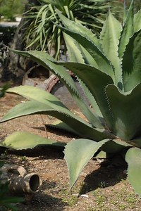 How To Store Agave Nectar - Garden Guides