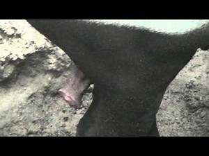 Male tapir attempts to mate with Nobbie, a female tapir at the Henry Doorly Zoo.mp4