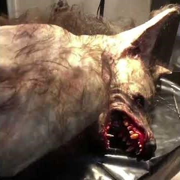 HALF HUMAN HALF HYENA(DOG) CAUGHT ON CAMERA IN SOUTH AFRICA