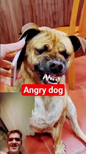 Angry dog reaction#viral #funny #comedy #foryou #shorts #dogs