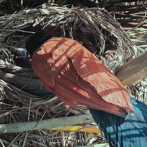 26 reactions | The little bird ate the lizard and the locust | Natural Bird Check | Facebook