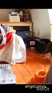 Muriel was very close to Precious, who crossed the #rainbowbridge last Thursday. We've been worried about her. She's been walking around crying this sad little raspy cry. Today, I caught a moment on video of her playing in the attic - near the other cats. I think she's gonna be okay. #cat #cats #catsofinstagram #torbie #catvideo #cattic | Pittsburgh Lesbian Correspondents