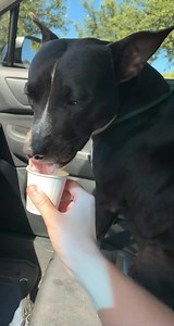 Halifax Humane Society, Inc. on Reels