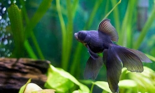 25 Best Coldwater Aquarium Plants (Floating and Low Light Plants Included) - Aqua Goodness