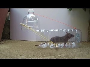 Using Plastic Bottle And Easy To Make Simple Rat Trap | How To Make Rat Trap And Catch Rat
