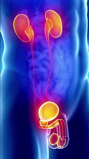 What is Testicle | Anatomy and function of testes #shorts