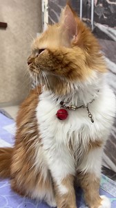 60 reactions | Catty loves me so much | Talking Catty | Facebook