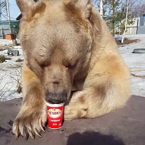 After a hard day in the woods, nothing like a cold pint of Chunky Monkey! #Bear #Bears #Animals 😍🐻 | Animalistic