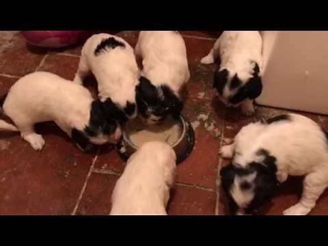 Puppies first meal. How to introduce soid food to puppies and start the weaning process