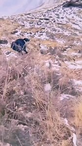 Man save a yak from snow leopard attack😢 #snowleopard #yak #snowleopardvsyak #wildafrica #wildanimalshorts #wildanimals #wildlifeprotection #wildlifephotos #wildlifeindia #discovery #discoverearth #maasai #nature #naturephotography #wildloveadventures #wildlifeconservation #netgeowildlife #netgeo #wildlifepictures #wildlifeonearth #nationalgeographic | Animal videos funny