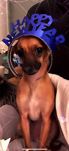 Wishing all of our extended Tiny Paws family a very Happy and Healthy 2022!!! | Tiny Paws Rescue