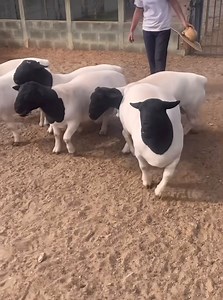 ‼‼ ‼‼ ‼‼ ‼‼ ‼‼. BLACK HEAD DORPER SHEEP ( STUD RAMS). ❇️❇️ AVAILABLE. LIVESTOCK EXPORTERS SOUTH AFRICA, We are number one exporters of BLACK HEAD DORPER SHEEP ( EWES / FEMALES ), a few of our other Live stocks include; 1.cattle, 2.dairy, 3.sheep, 4rabbits, 5.ostrich, 6.Turkey, 7.Boer Goats And a well-developed poultry and egg industry . On all inquiries on our Premium Quality Livestock, contact; Email: info.livestockexporters@gmail.com Call / Text / Whatsapp : 27 (0) 680 718 656 WhatsApp Link: h