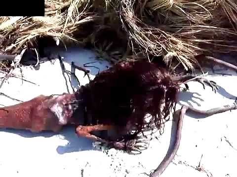 Dead mermaid found on beach after storm (WARNING: GRAPHIC)