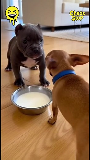 Cruza de Bully con Chihuahua: Lo Mejor de Ambos