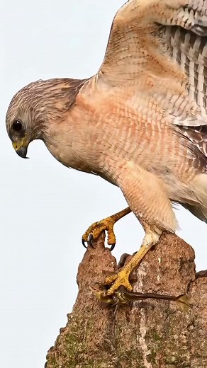 5K views · 80 reactions | A hawk is having fun hunting and eating a frog #LGM #MaryKay60 #weezer #nofilter #erykahbadu #gettingold #livemusic #birthdaycake #napavalley #throwbackthursday #ThankfulThursday #eidmubarak #Zeus #sundaydinner #NHLAwards #BustaRhymes #tinaturner #goldengatebridge #GeauxTigers #WWERaw #djscrew | Eyes on nature | Facebook