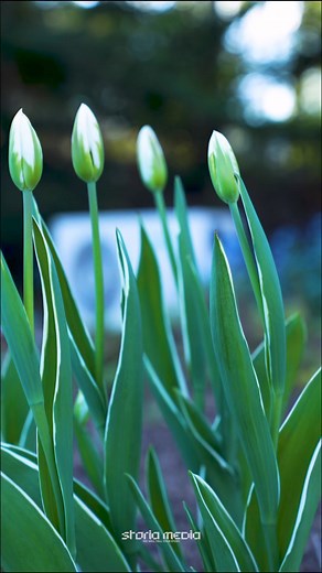 #mygarden | Dominik Strzelec