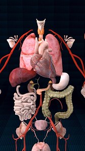 Anatomy of internal organs ♻️✨ . . General Overview of Internal Organs Definition: Internal organs are structures within the body that perform specific functions necessary for life. Number: Approximately 78-80 in the human body. Location: Primarily located within the body cavities (cranial, thoracic, abdominal, and pelvic). Function: Each organ has a specialized role, contributing to the overall homeostasis and survival of the organism. Organ Systems and Examples To better understand the scope o