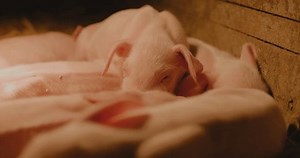 Pen Porkers Raised On Pastoral Farm Stock Footage Video (100% Royalty-free) 3663783673 | Shutterstock