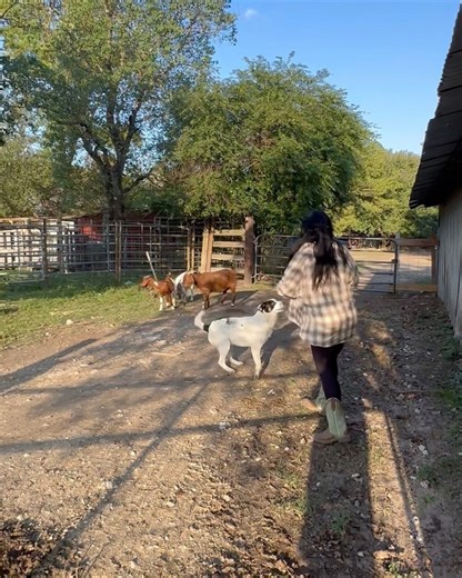 Ball goat on the loose - Our emu zooms | Shirtless Jake's Homestead
