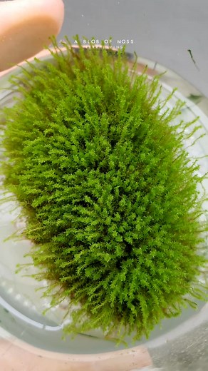 343K views · 5.9K reactions | A floating blob of moss, growing happily in this specimen tube for over a month. #terraliving #blobofmoss #moss #terrarium #floatingmoss #livemossexperiment | TerraLiving | Facebook