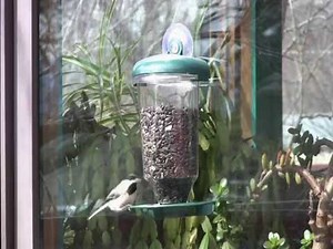 Window feeder that Chickadees and nuthatches love