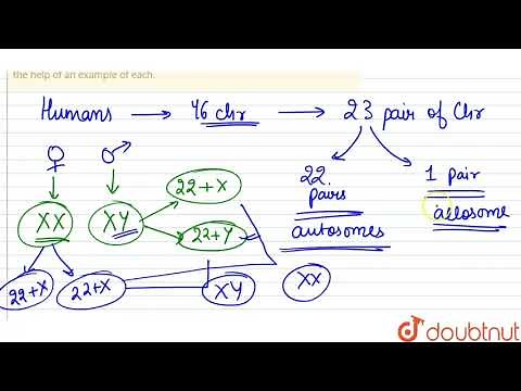 Explain the mechanism of sex-determination in humans. b) Differentiate between male heterogamety
