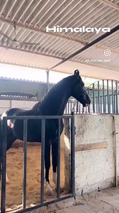 20K views · 992 reactions | Milk teeth colt Himalya Hight 63-5 Dam -Rozy of AN stud Sire- Vayudoot of AN stud Breed of Ajit Nandal stud farm. #anstudfarmjaipur #marwarihorse | Ajit Nandal Indian cowboy | Facebook
