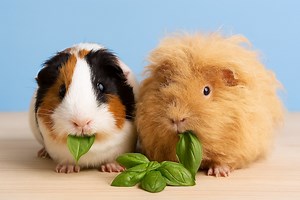 Can Guinea Pigs Eat Basil? (How Much and How Often)