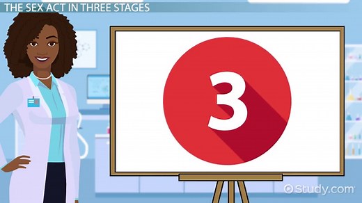 Sexual Intercourse: Stages, Physiological Changes & Regulation