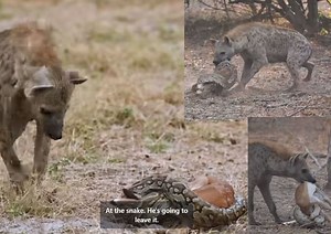WATCH: INCREDIBLE moment an impala lamb was caught by python and then stolen by hyena