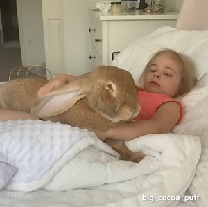 Continental giant rabbit big cocoa puff