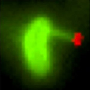 Seeing Gene Transfer as it Happens | Microbiology