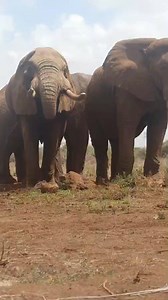More waterhole visitors at Praro Amboseli Camp | Rob The Ranger Wildlife Videos