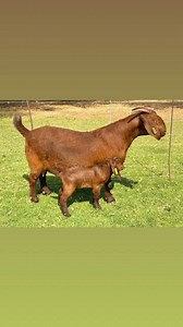 1.3K views · 44 reactions | ‼️ Note that Kalahari Red goats are known...