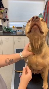 74K views · 312 reactions | Blood sample collection 殺 Brave dog  | Veterinary-somalia | Facebook