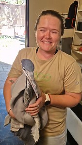 Meet Dr. Evil 🦅💙 This beautiful Blue Heron was rescued from an industrial site in Bulawayo with a severely damaged wing. He’s settling in well, eating like a champ, but sadly his wing can’t be repaired. We’re giving him all the love and care he needs to live a safe, happy life with us ❤️ #chipangali #conservation #volunteer #wildlife #rescue | Chipangali Wildlife Orphanage