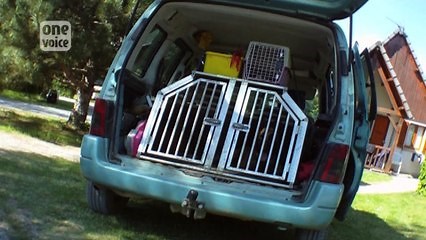 «Maltraités pour devenir méchants» : les images choquantes du dressage des chiens