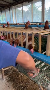 Plus qu’une passion | Élevages Leaders