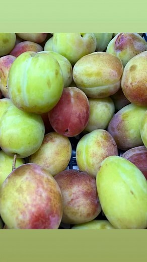 Victoria plums and damsons now in season 🙂 | Homegrown
