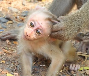 1K views · 31 reactions | so ....pity baby monkey....libby stop allow milk for her baby monkey lily..... | Lovely Monkey | Facebook
