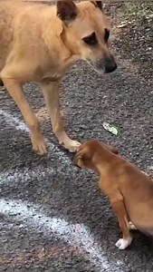 උදේම දැක්ක ලස්සනම වීඩියෝවක් ❤️ | Sri Lanka Buddhist