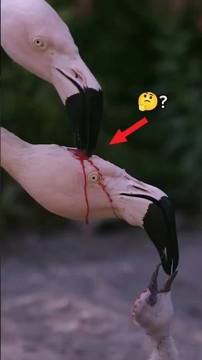 “Flamingos Don’t Bleed… THIS Is What’s Really Happening! 🦩🩸”#flamingo #animalfacts