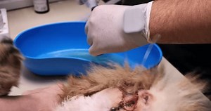 Washing Urethra Cat After Urethrostomy Surgery Stock Footage Video (100% Royalty-free) 3398026053 | Shutterstock